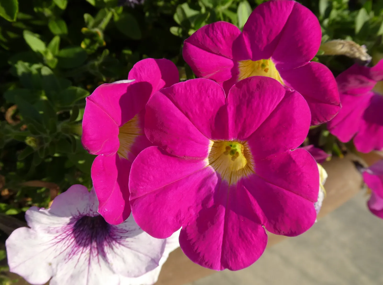 Petunia (Petunia X Hybrida) — As a landscape architect assistant; offering a rich tapestry of colors, image 177