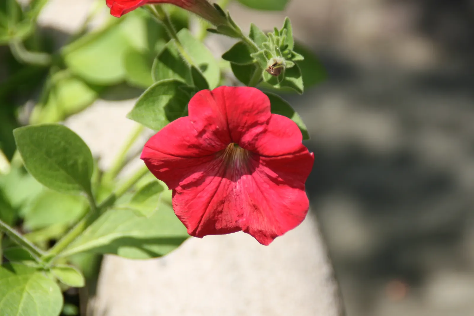 Petunia (Petunia X Hybrida) — Blooming from planting until the first hard frost; offering a rich tapestry of colors