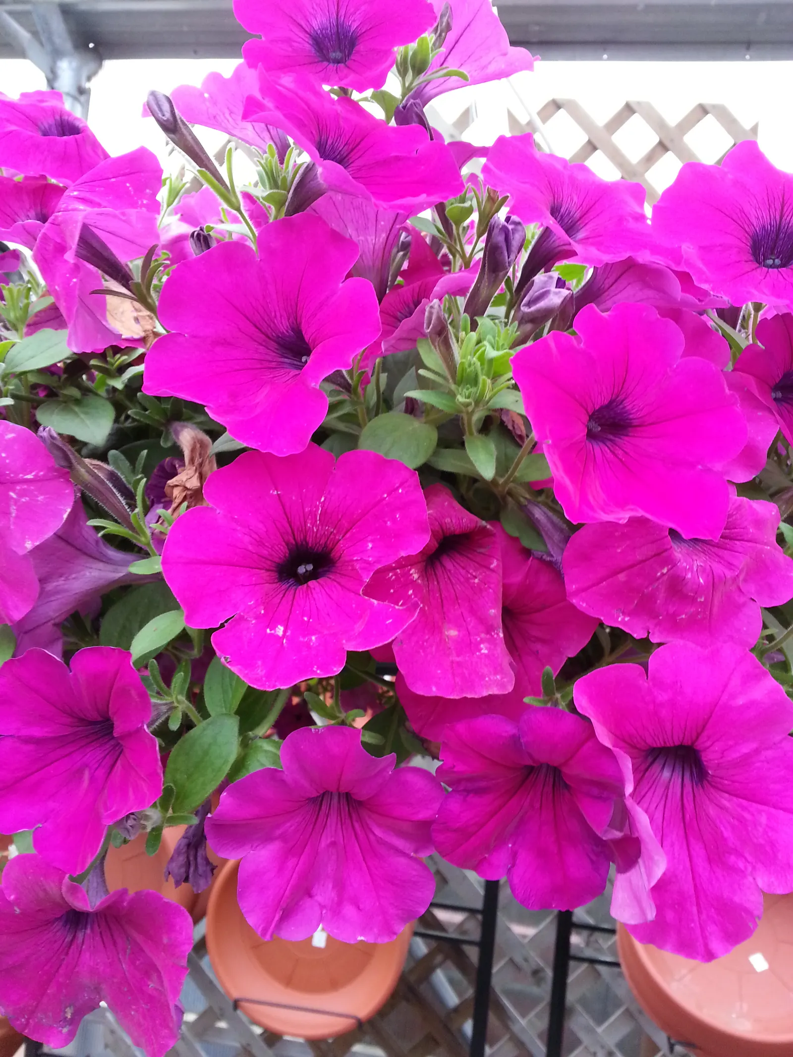 Petunia (Petunia X Hybrida) — while their width can spread from 18 to 36 inches; these hardy plants provide long-lasting color throughout the, image 71