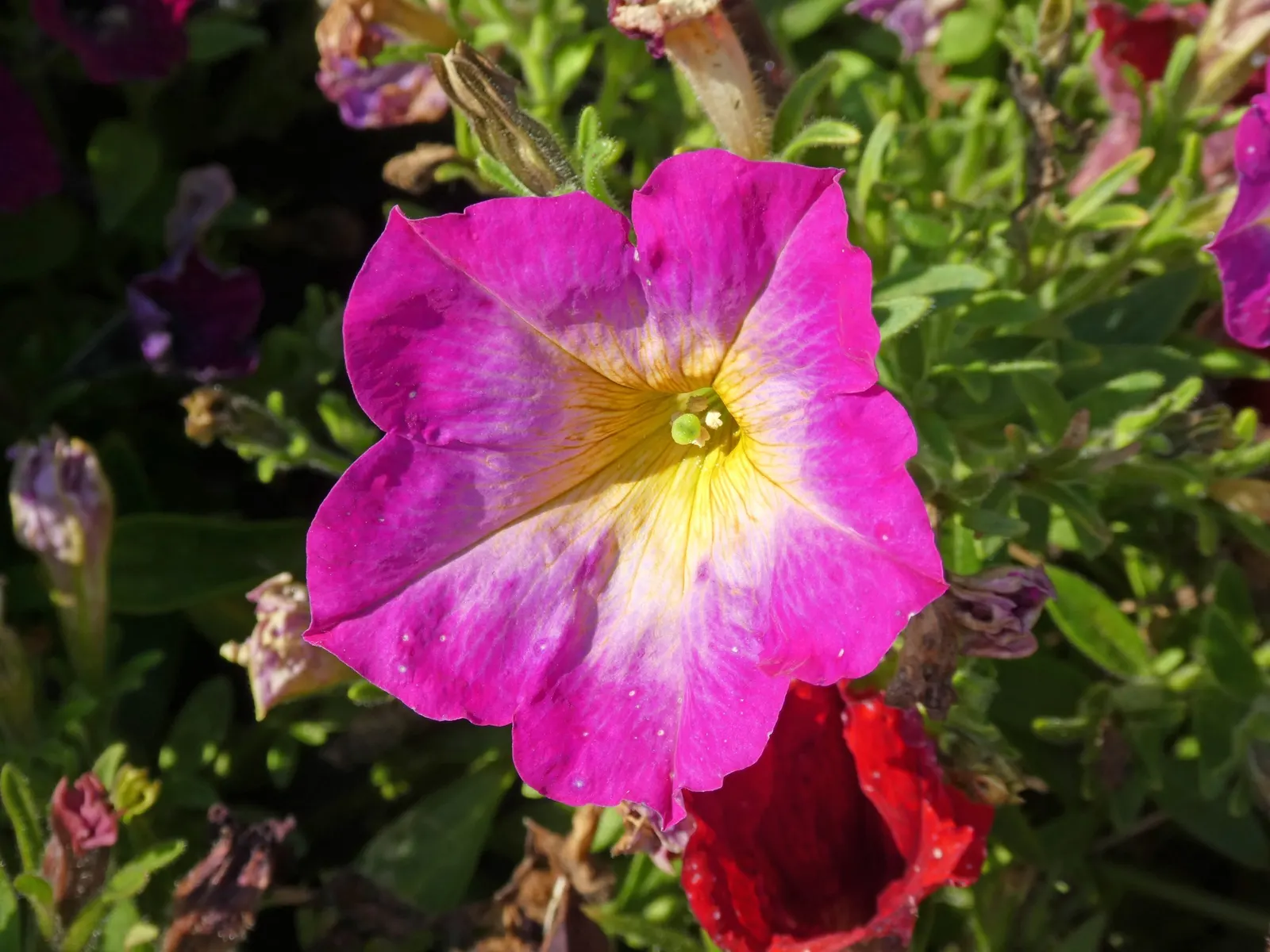 Petunia (Petunia X Hybrida) — Ideal for borders or containers, petunias require well-drained soil and regular watering; offering a rich tapestry of, image 117