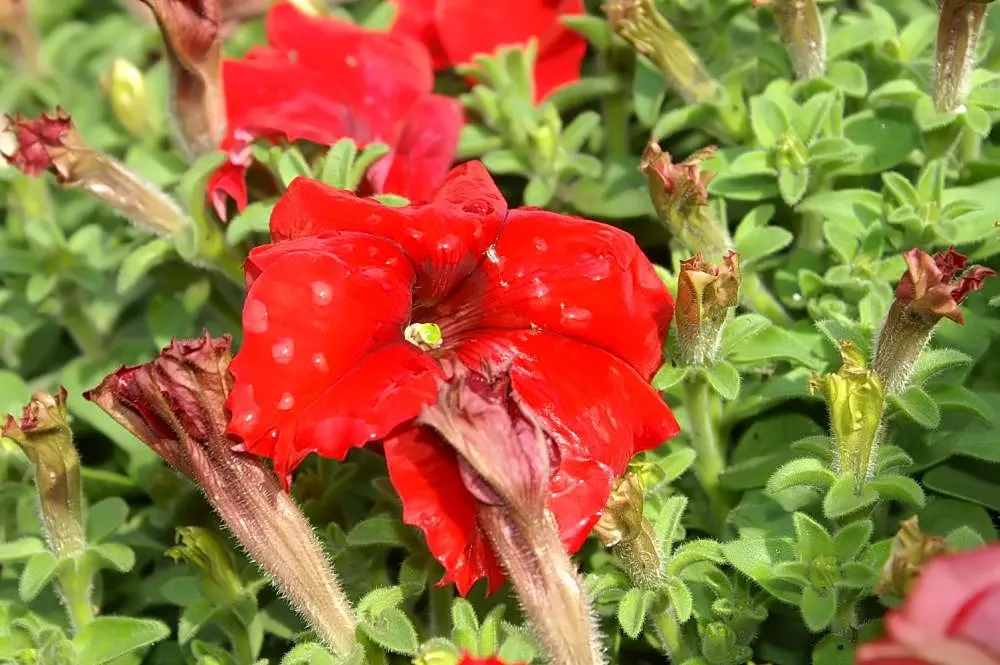 Petunia (Petunia X Hybrida) — commonly referred to as simply "Petunia," is a vibrant and widely-cultivated annual flowering plant; these hardy plants provide