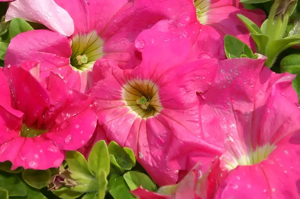 Petunia (Petunia X Hybrida) — this plant reaches 6 to 18 inches in height with a spread of up to 3 feet