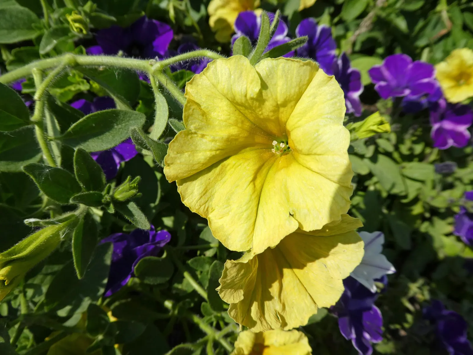Petunia (Petunia X Hybrida) — They are also ideal for containers; these hardy plants provide long-lasting color throughout the growing season