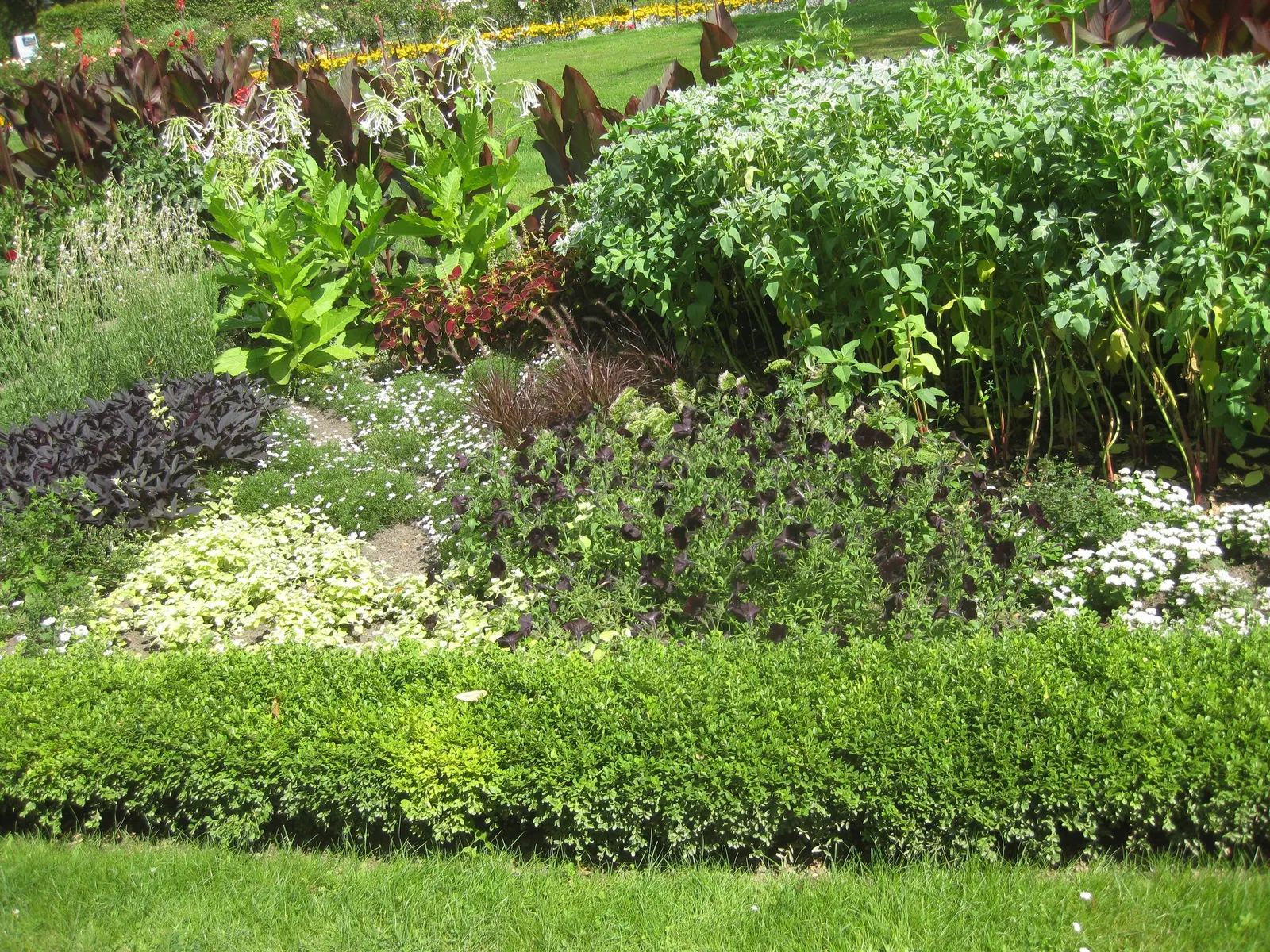 Petunia (Petunia X Hybrida) — this plant reaches 6 to 18 inches in height with a spread of up to 3 feet; these hardy plants provide long-lasting, image 87