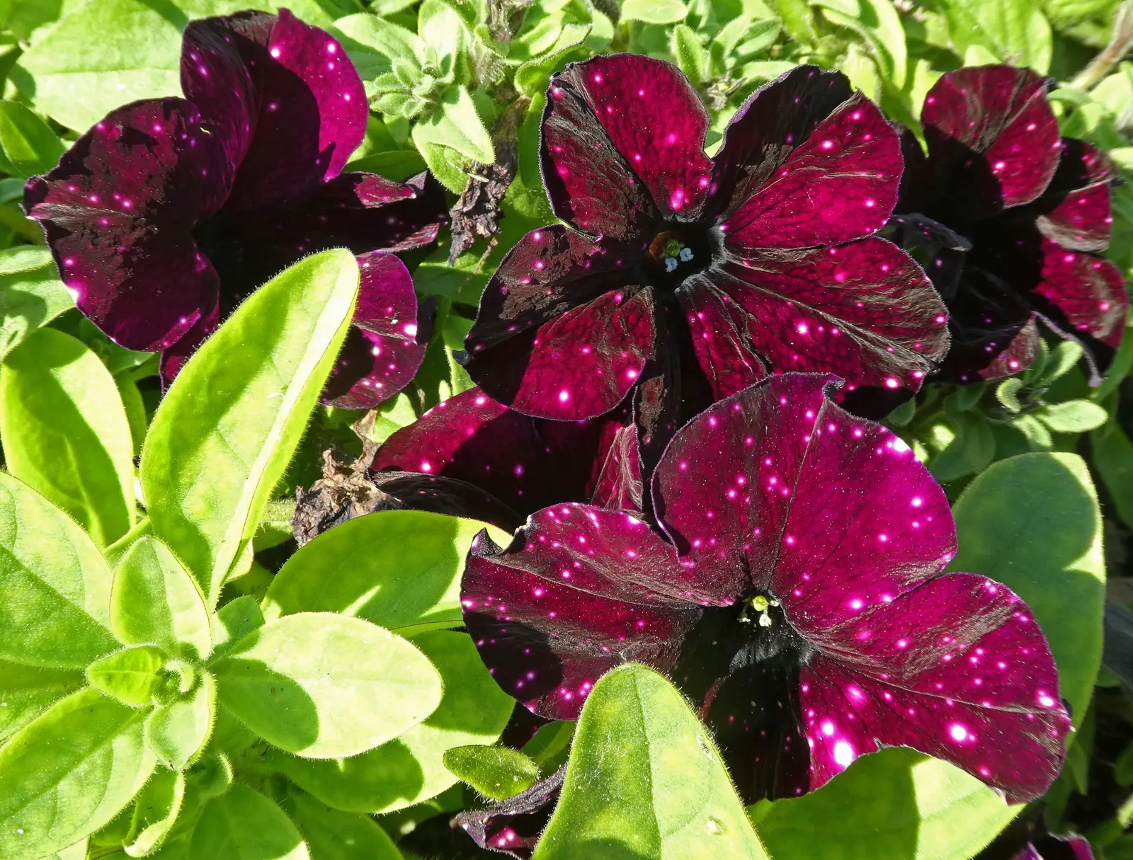 Petunia (Petunia X Hybrida) — Deadheading promotes continuous flowering, adding dynamic visual appeal to any garden design; they are also ideal for, image 174
