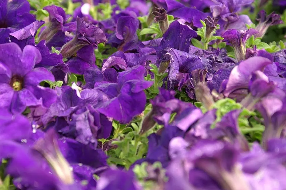 Petunia (Petunia X Hybrida) — boasts trumpet-shaped blooms up to 5 inches in diameter; they are also ideal for containers, image 58
