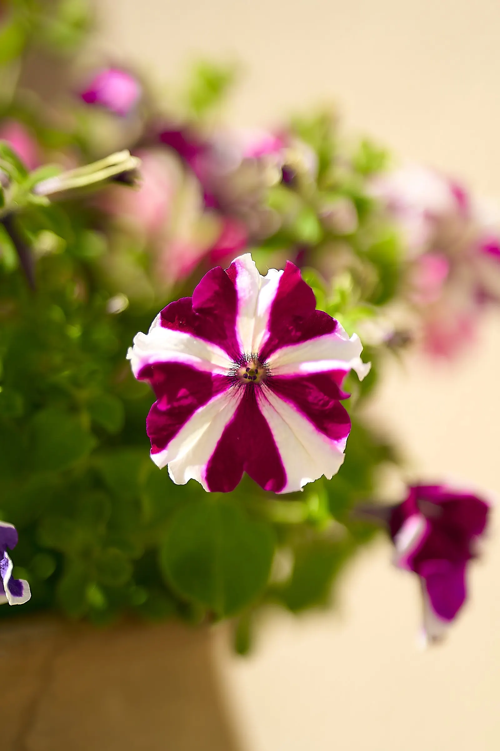 Petunia (Petunia X Hybrida) — commonly referred to as simply "Petunia," is a vibrant and widely-cultivated annual flowering plant; these hardy, image 119