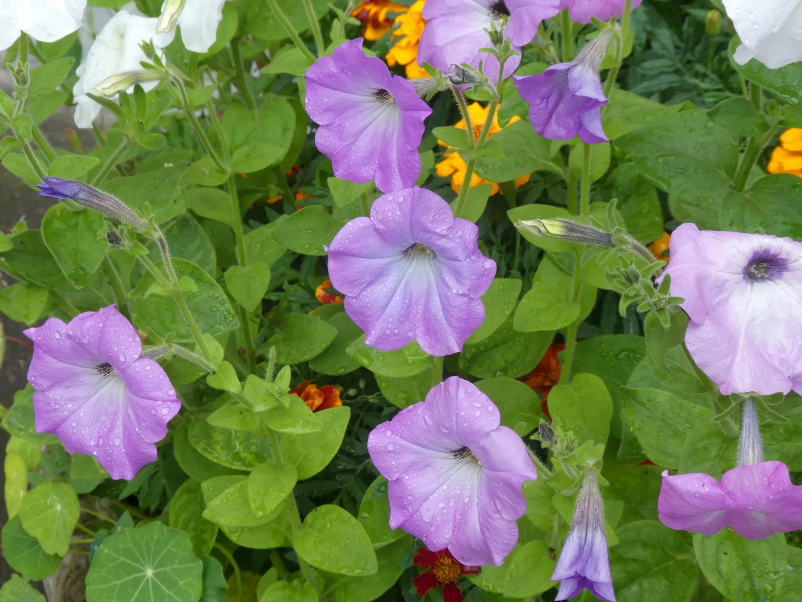 Petunia (Petunia X Hybrida) — multi-colored and pink flowers in the garden; they are also ideal for containers
