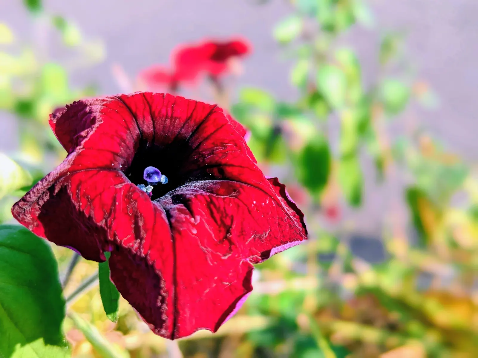 Petunia (Petunia X Hybrida) — annual for full; offering visual interest and dynamic range in their garden