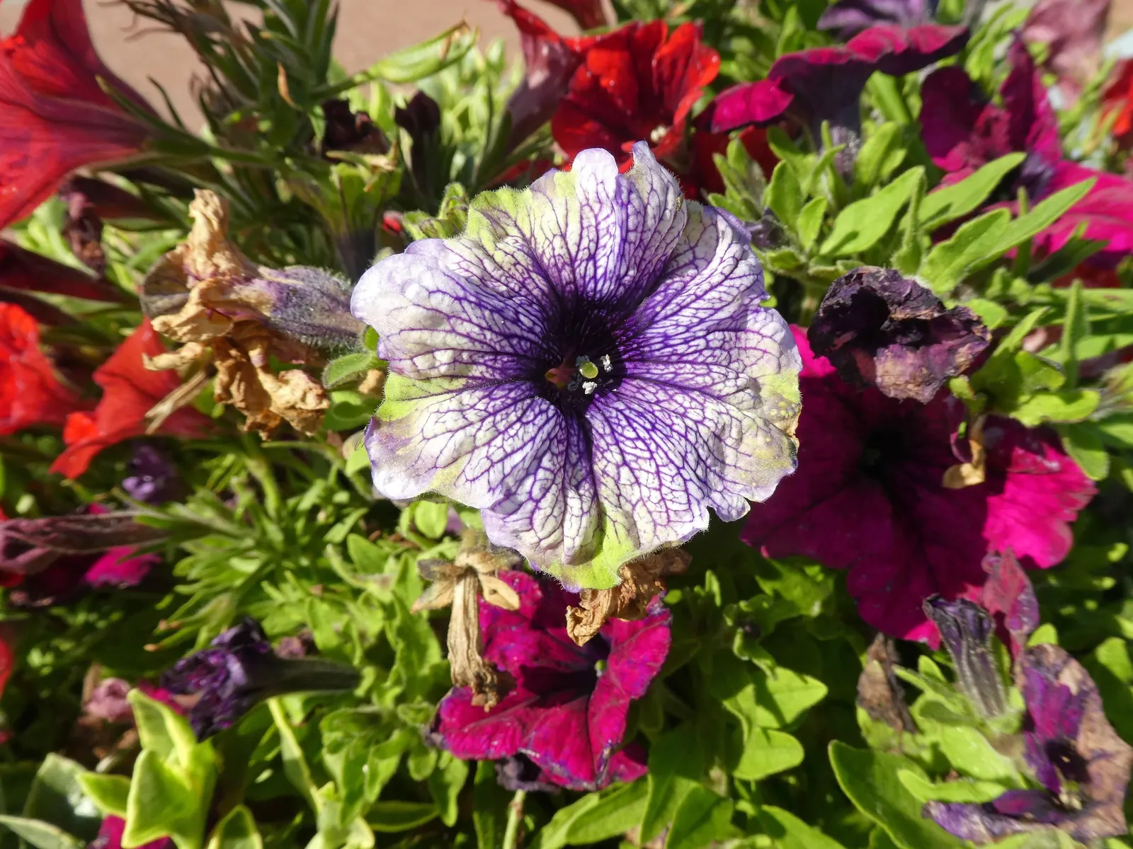Petunia (Petunia X Hybrida) — annual with multi-colored and pink blooms; these hardy plants provide long-lasting color throughout the growing season, image 111