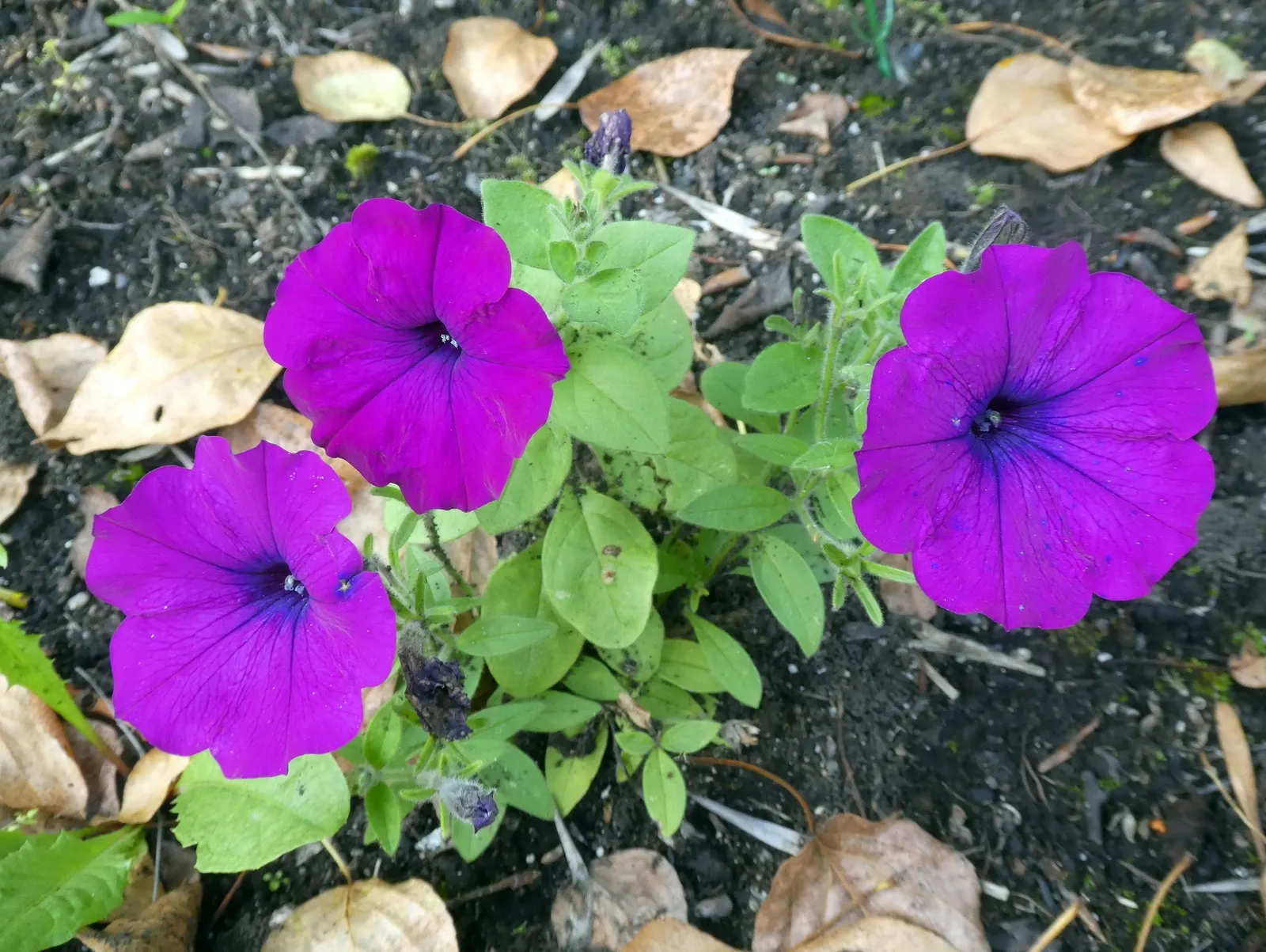 Petunia (Petunia X Hybrida) — full appearance as they spill over the edges; offering a rich tapestry of colors, image 97