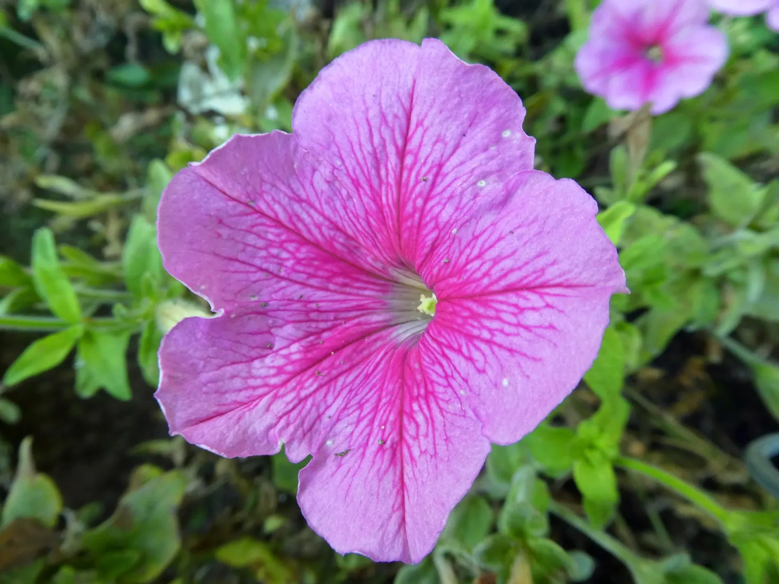 Petunia (Petunia X Hybrida) — offering a rich tapestry of colors; offering visual interest and dynamic range in their garden