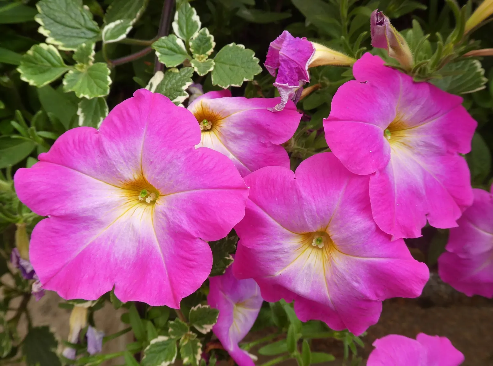 Petunia (Petunia X Hybrida) — meaning they should receive at least six hours of direct sunlight daily to achieve optimal flowering; offering visual, image 132
