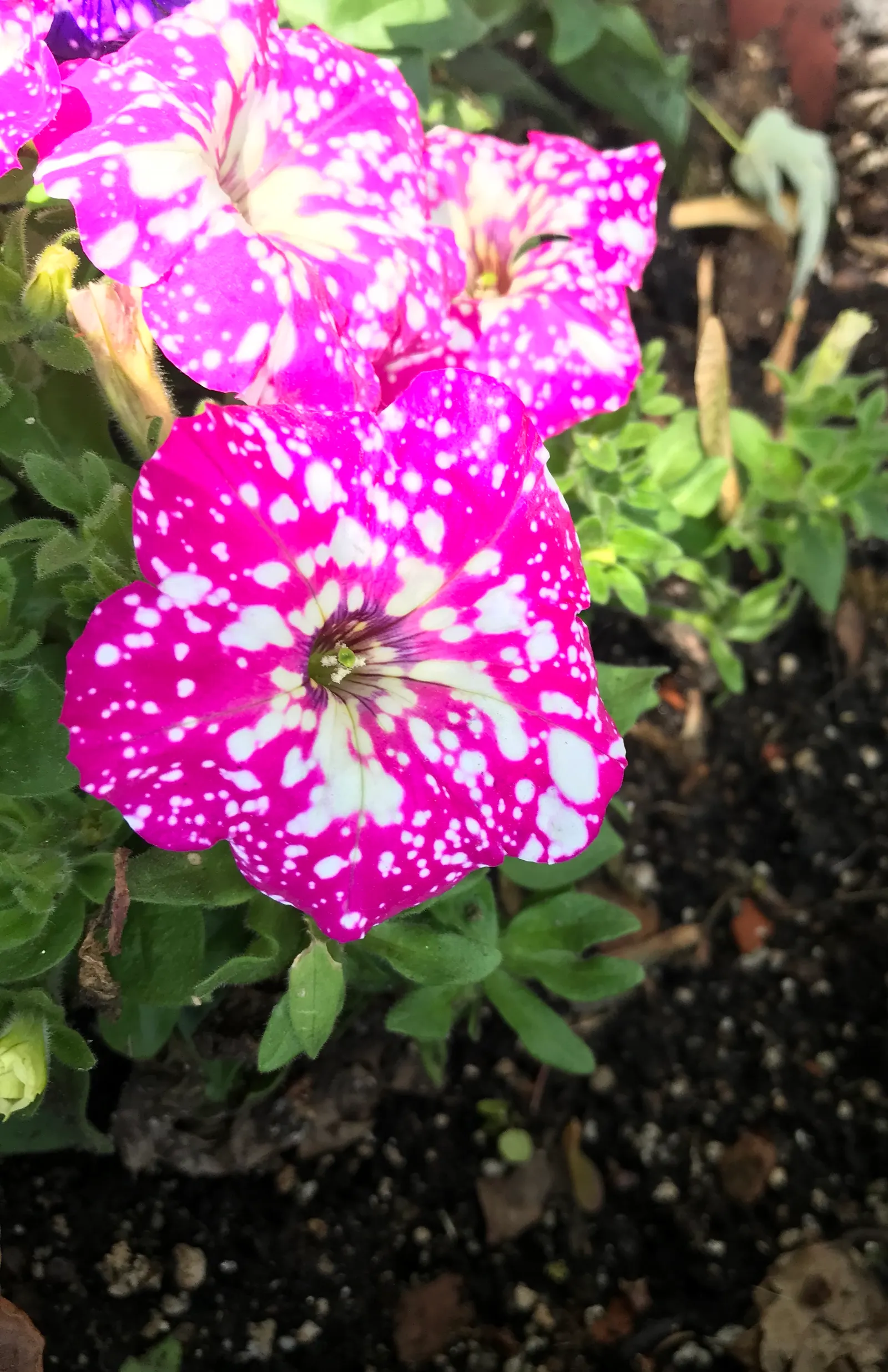 Petunia (Petunia X Hybrida) — these hardy plants provide long-lasting color throughout the growing season; they are also ideal for containers, image 102