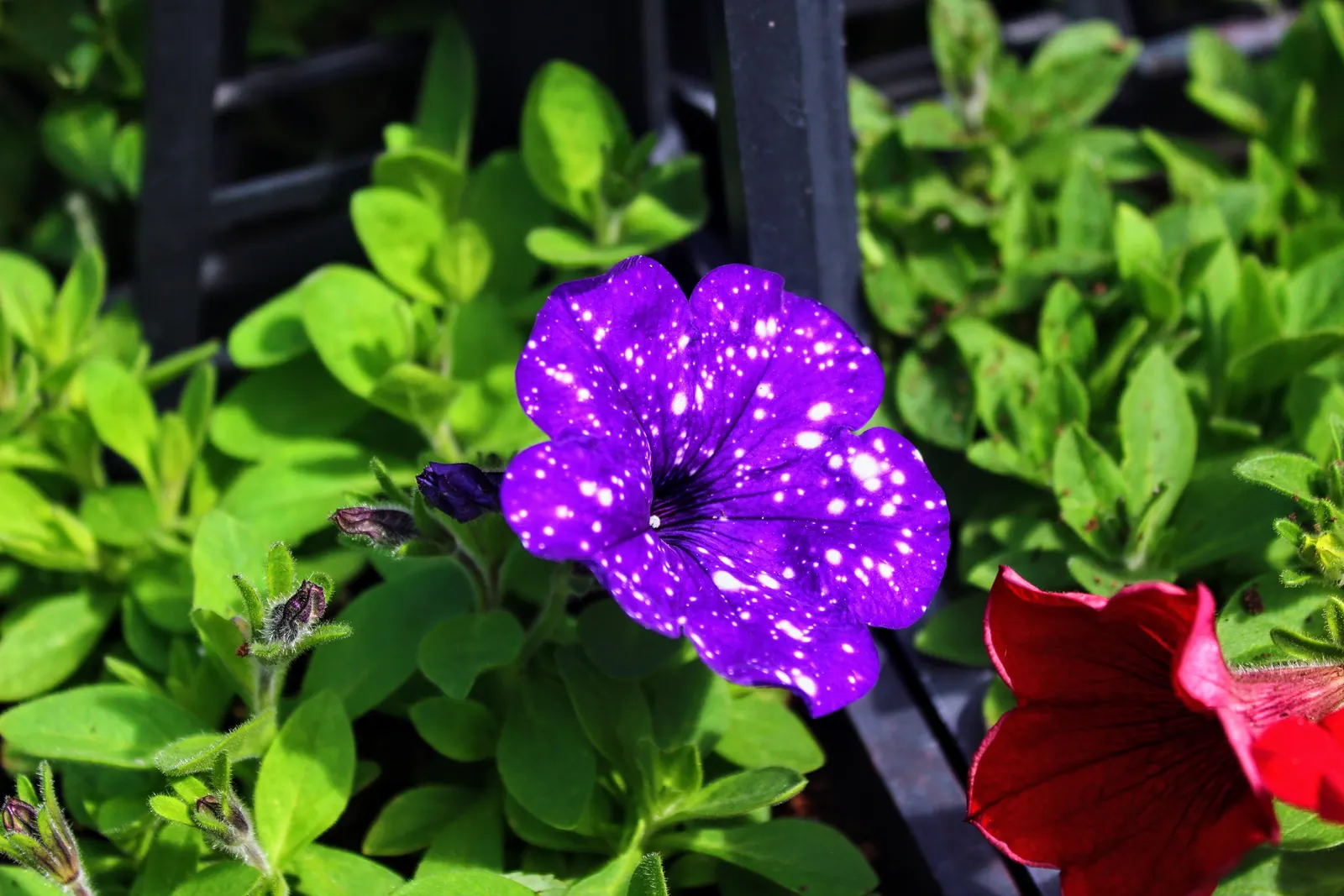 Petunia (Petunia X Hybrida) — <br><br>Petunias prefer full sun; these hardy plants provide long-lasting color throughout the growing season, image 187