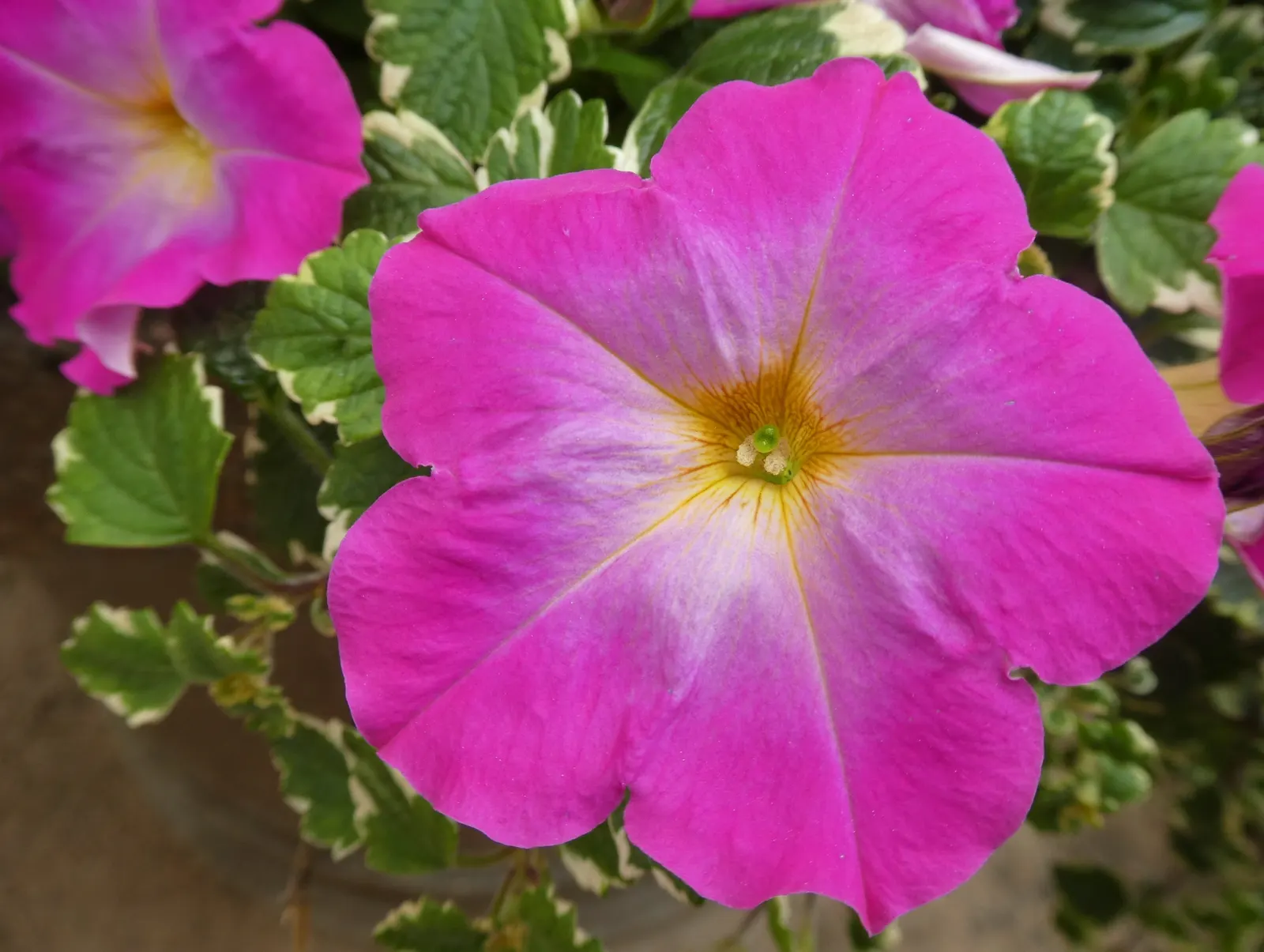 Petunia (Petunia X Hybrida) — Ideal for borders or containers, petunias require well-drained soil and regular watering; offering a rich tapestry of colors