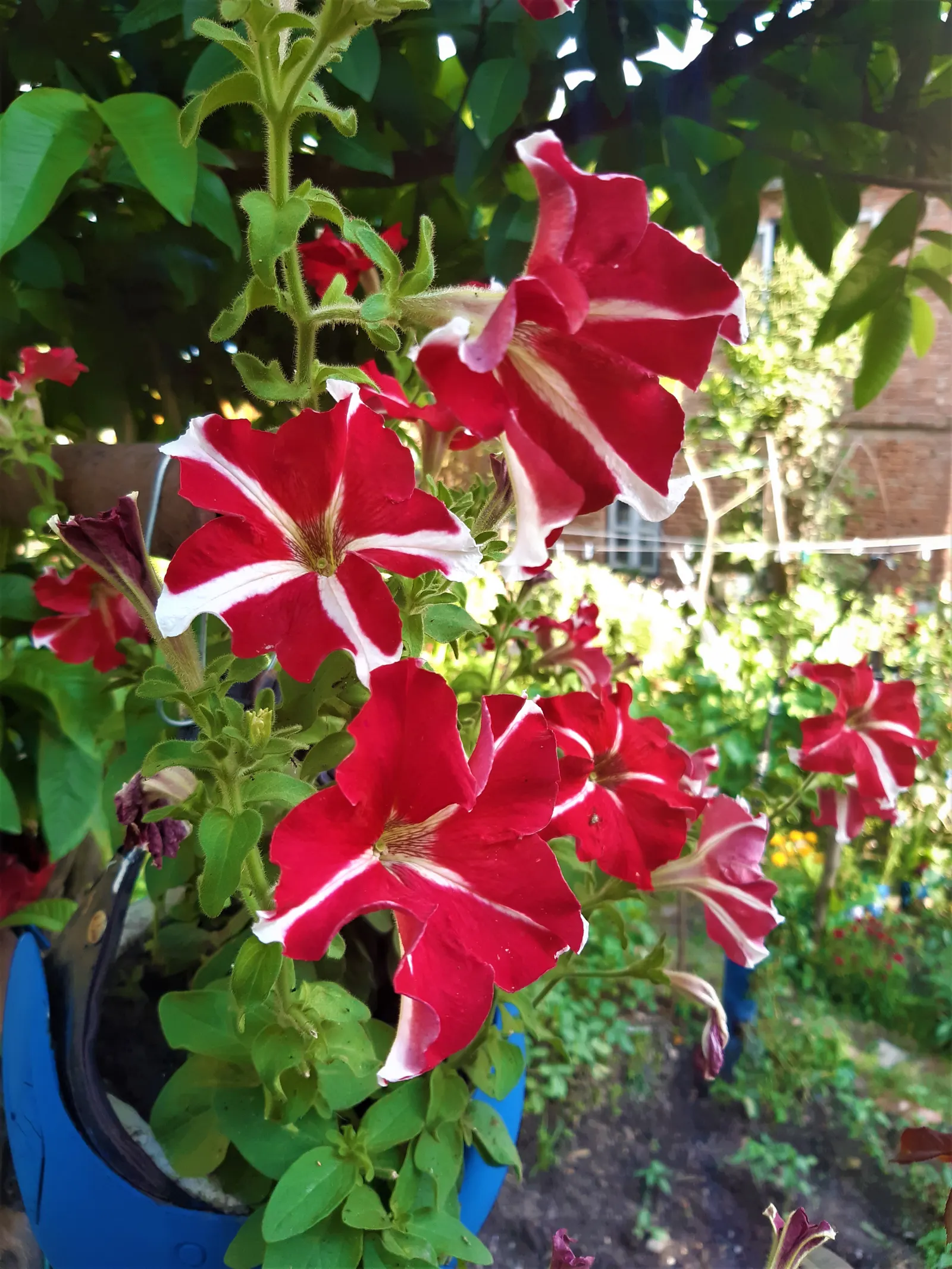 Petunia (Petunia X Hybrida) — renowned for its rich variety of colors and forms; offering visual interest and dynamic range in their garden, image 176
