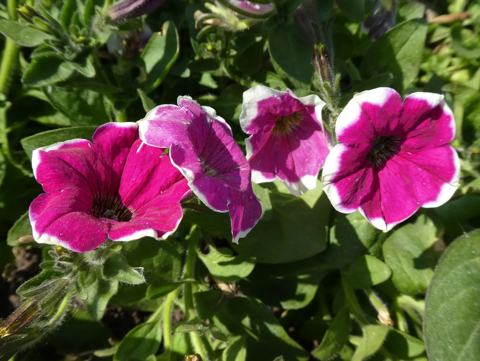 Petunia (Petunia X Hybrida) — As a landscape architect assistant; offering a rich tapestry of colors, image 93