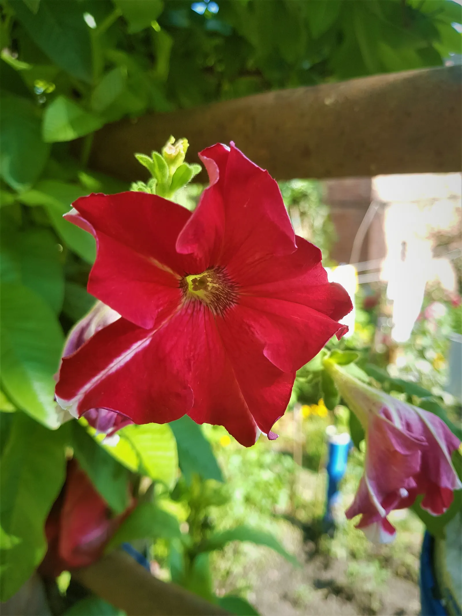Petunia (Petunia X Hybrida) — meaning they should receive at least six hours of direct sunlight daily to achieve optimal flowering