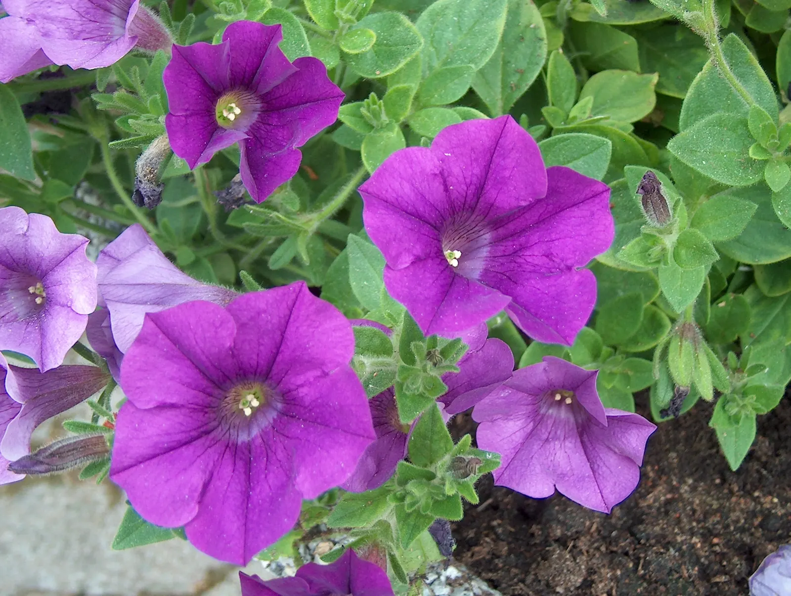 Petunia (Petunia X Hybrida) — As a landscape architect assistant; offering a rich tapestry of colors