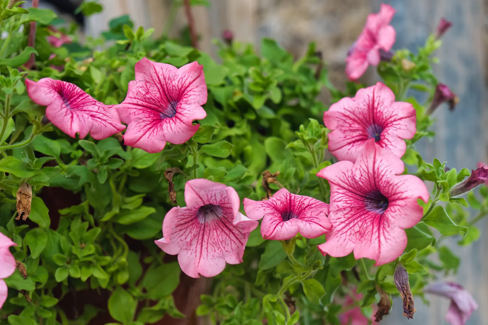 Petunia (Petunia X Hybrida) — multi-colored and pink flowers in the garden; they are also ideal for containers, image 110