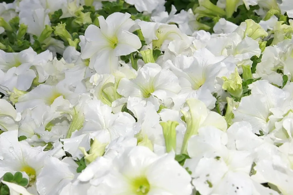 Petunia (Petunia X Hybrida) — Blooming from planting until the first hard frost; offering a rich tapestry of colors, image 101