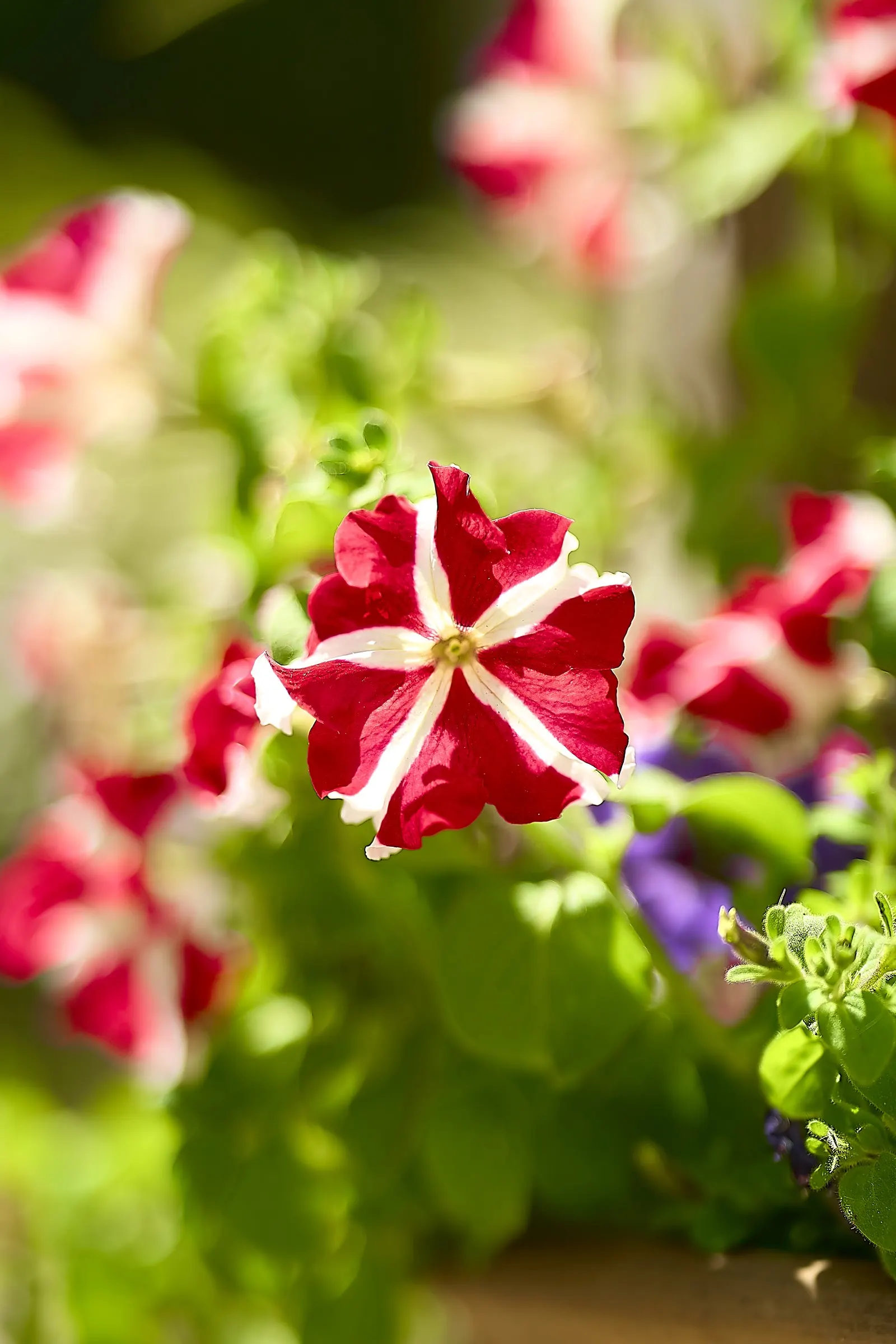 Petunia (Petunia X Hybrida) — Petunias are an excellent addition to your client\'s landscape; offering visual interest and dynamic range in their, image 136