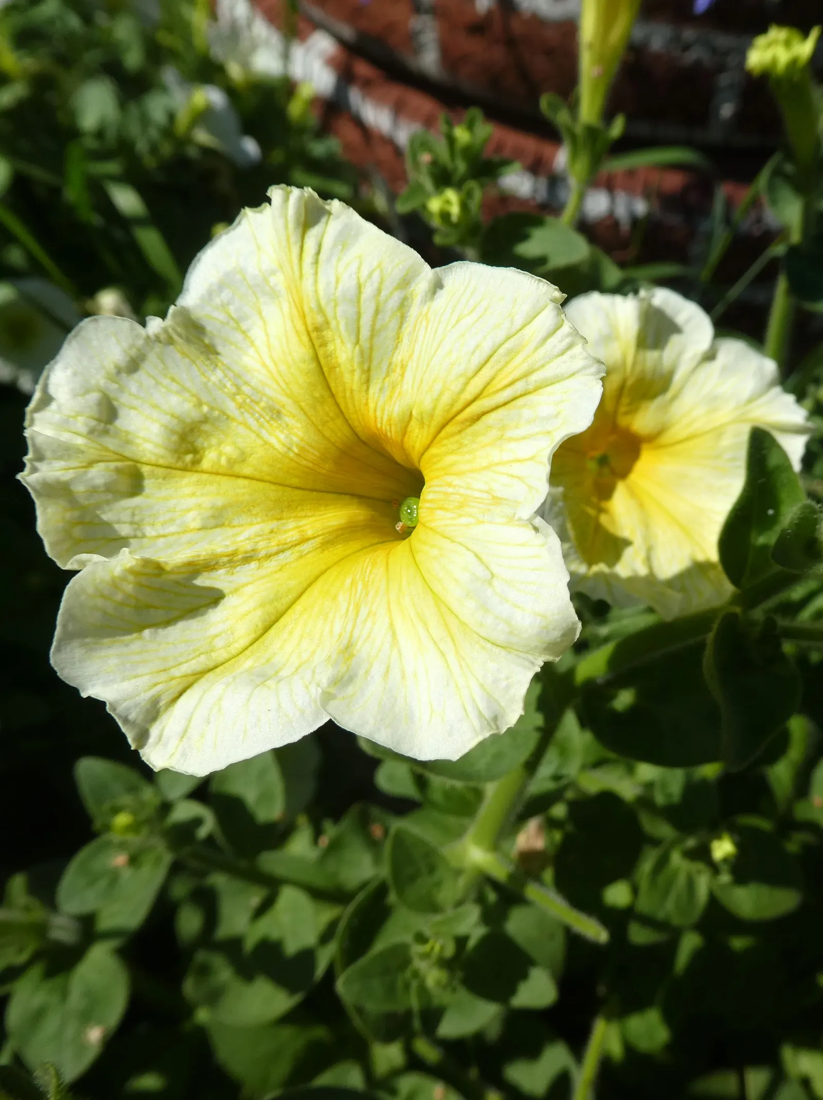 Petunia (Petunia X Hybrida) — multi-colored and pink flowers in the garden; they are also ideal for containers, image 82