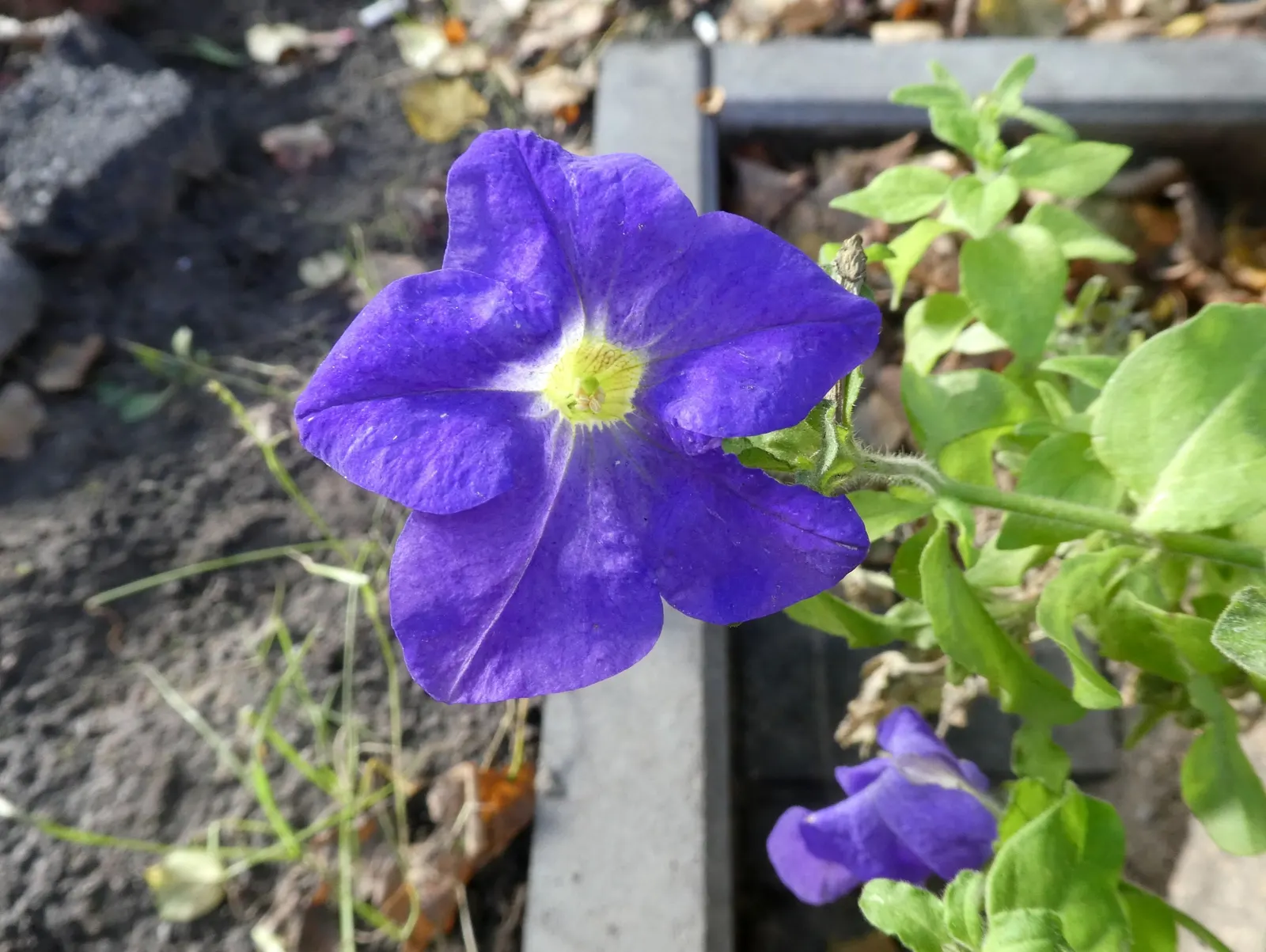 Petunia (Petunia X Hybrida) — with regular watering and weekly fertilization to maintain their vigorous blooming; they are also ideal for containers, image 134