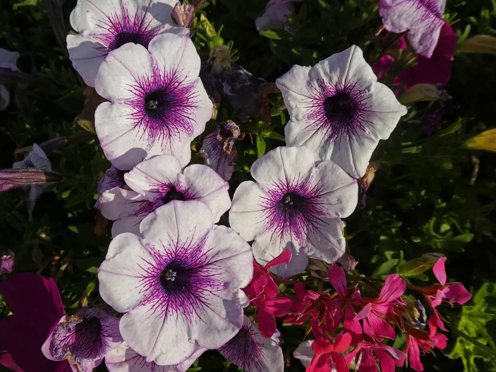 Petunia (Petunia X Hybrida) — renowned for its rich variety of colors and forms; offering visual interest and dynamic range in their garden, image 92