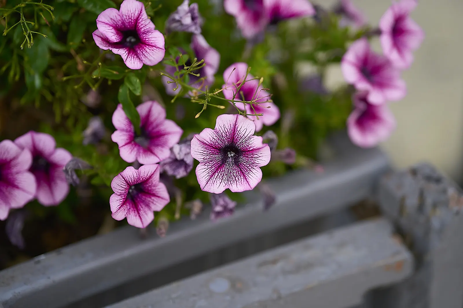 Petunia (Petunia X Hybrida) — with regular watering and weekly fertilization to maintain their vigorous blooming