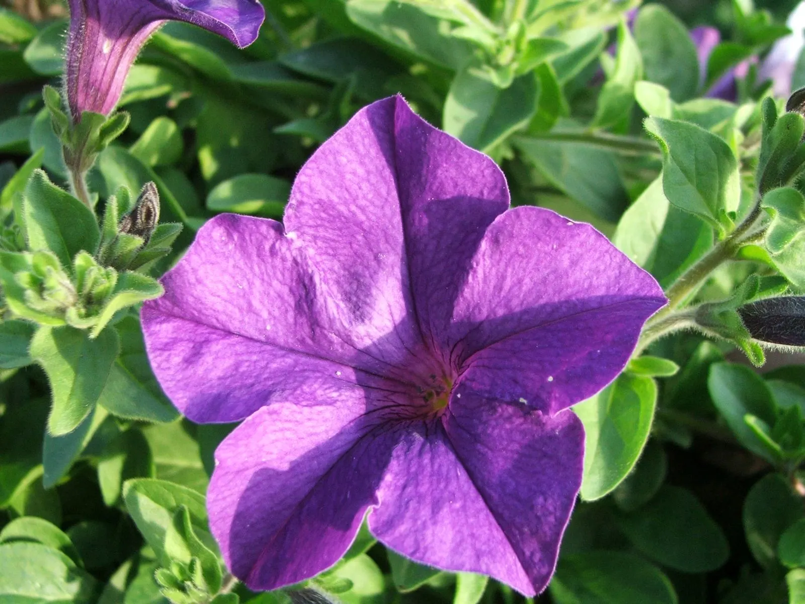 Petunia (Petunia X Hybrida) — this plant reaches 6 to 18 inches in height with a spread of up to 3 feet; these hardy plants provide long-lasting, image 171