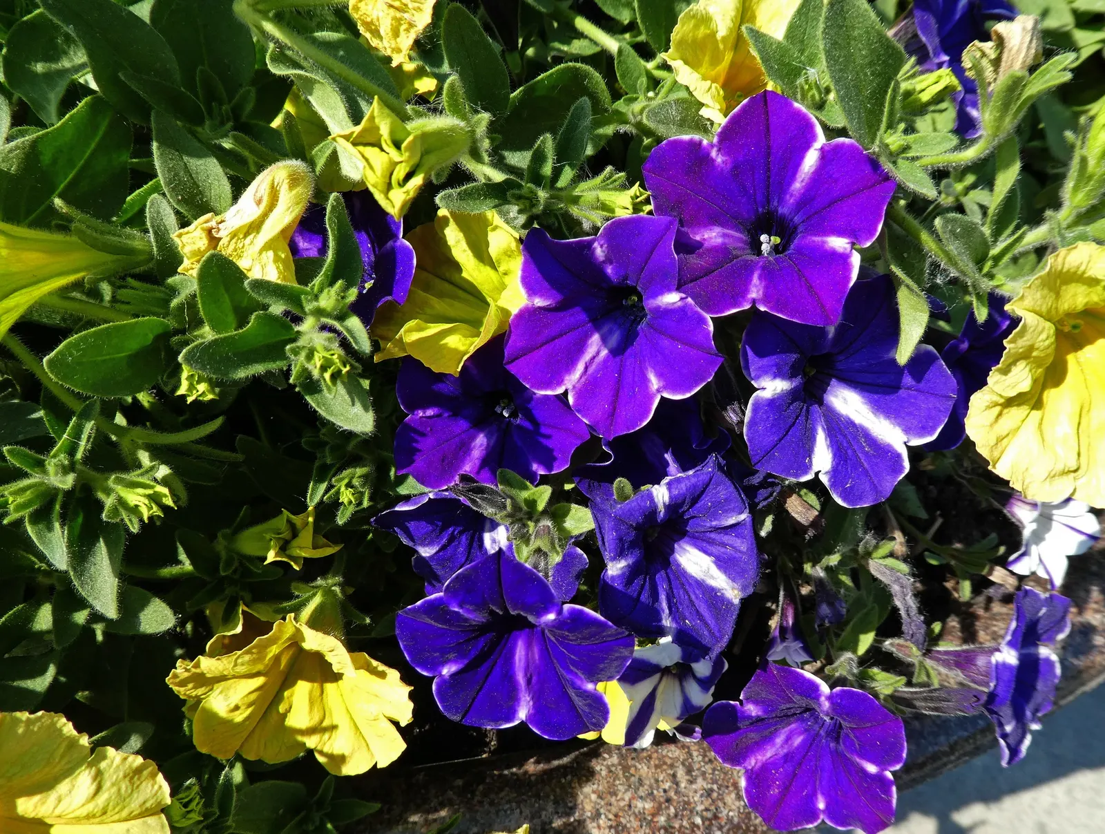 Petunia (Petunia X Hybrida) — <br><br>Petunias prefer full sun; these hardy plants provide long-lasting color throughout the growing season, image 103