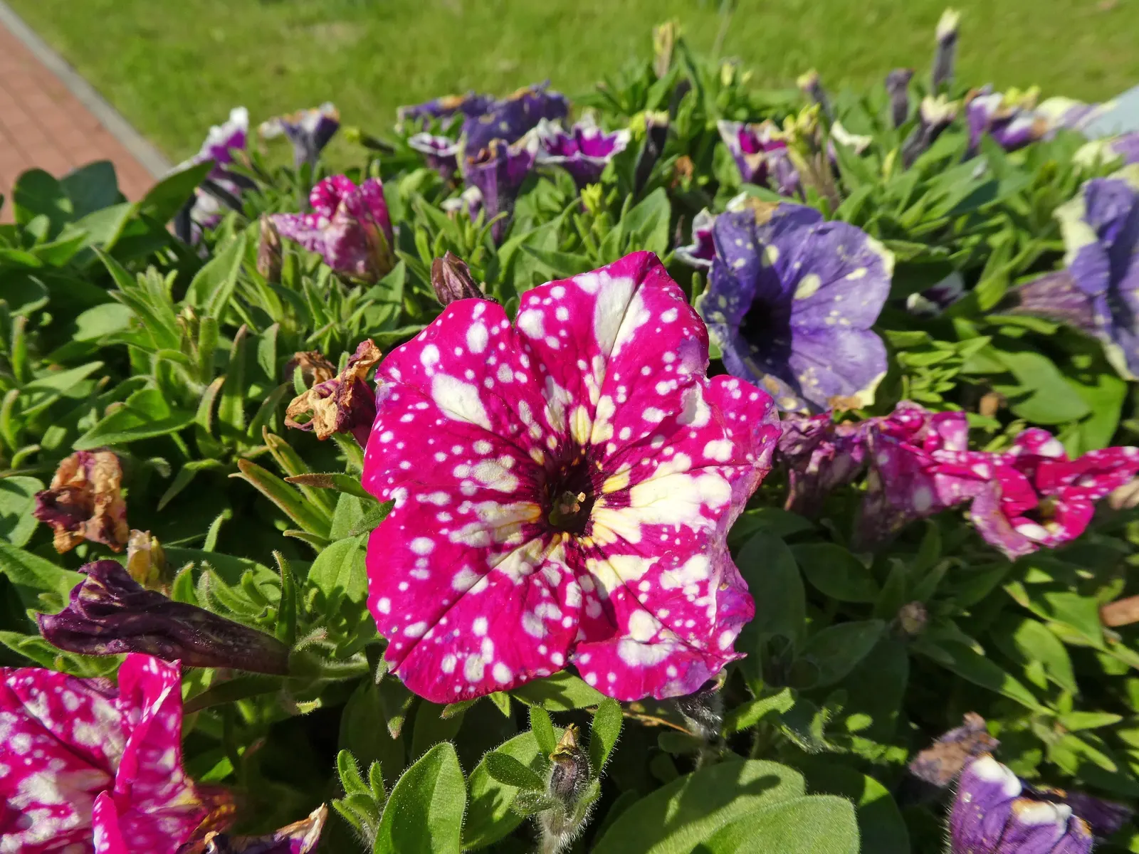 Petunia (Petunia X Hybrida) — As a landscape architect assistant; offering a rich tapestry of colors, image 65