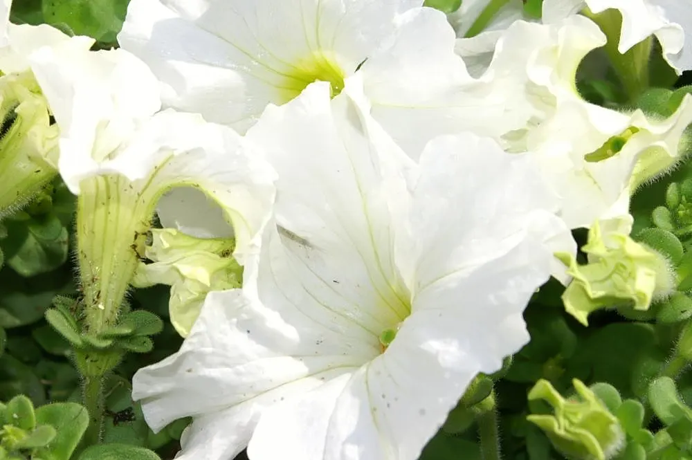 Petunia (Petunia X Hybrida) — offering visual interest and dynamic range in their garden; offering a rich tapestry of colors, image 81