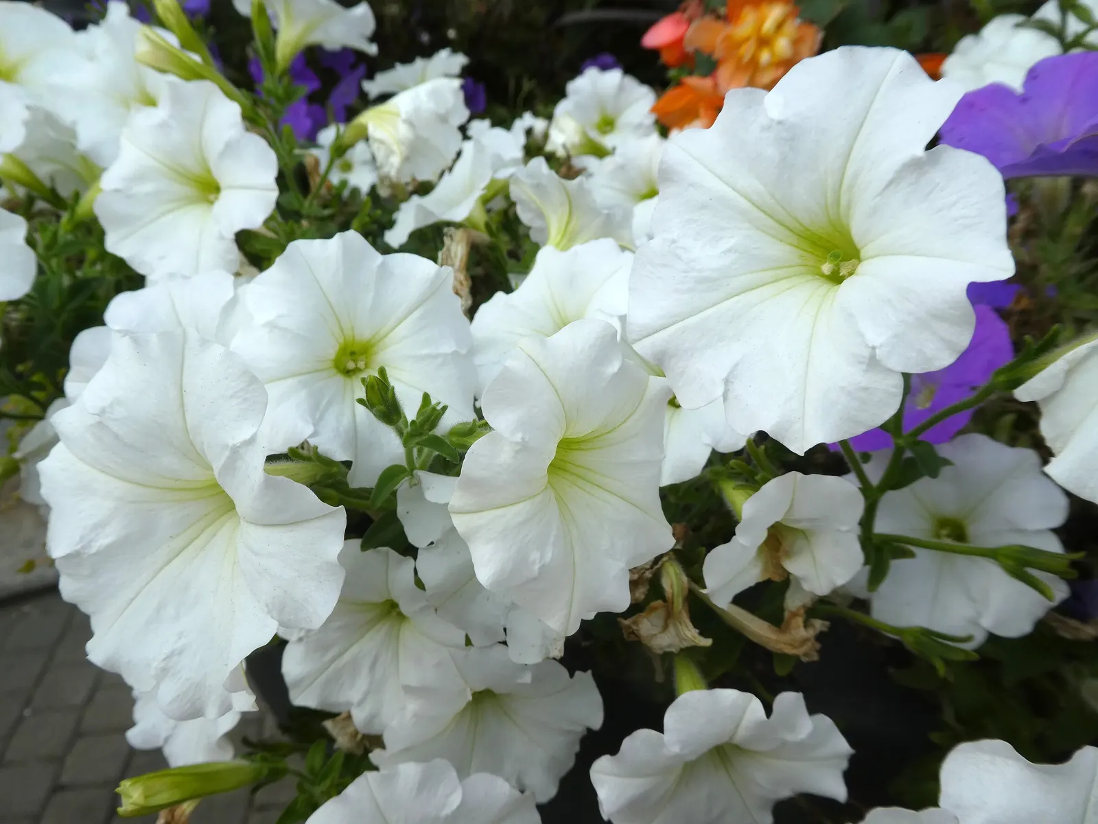 Petunia (Petunia X Hybrida) — making them an excellent choice for adding a swath of color to flower beds and borders; they are also ideal for, image 122