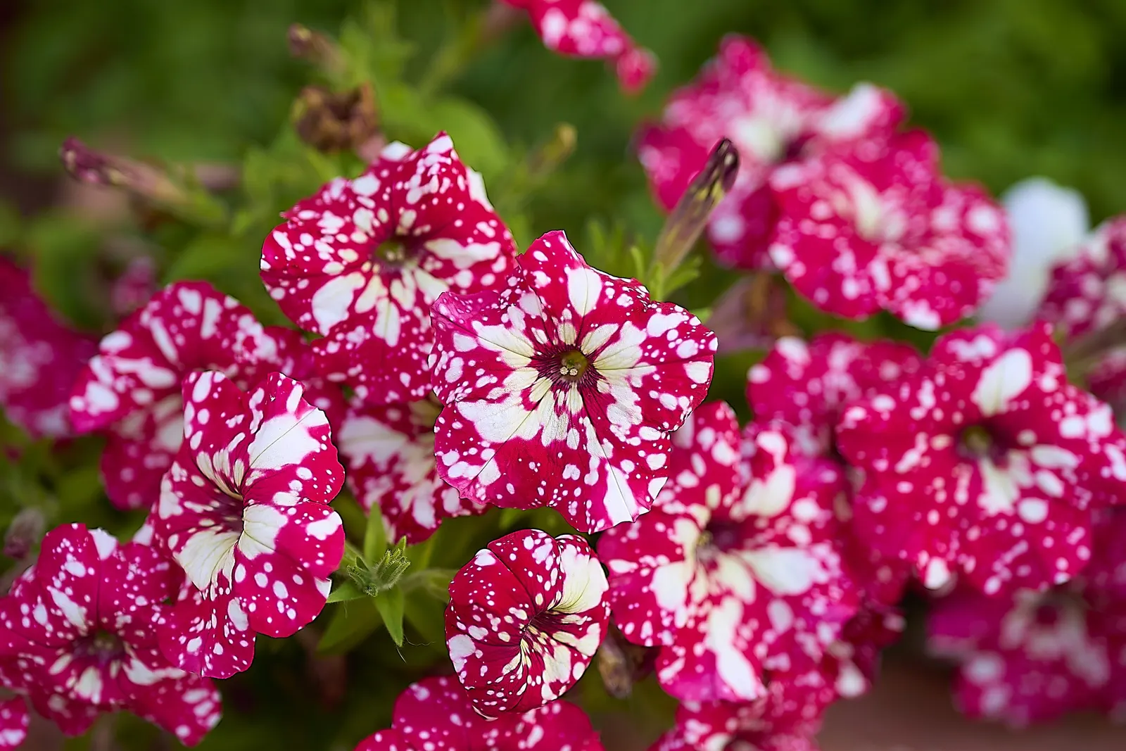 Petunia (Petunia X Hybrida) — Petunias are an excellent addition to your client\'s landscape; offering visual interest and dynamic range in their, image 108