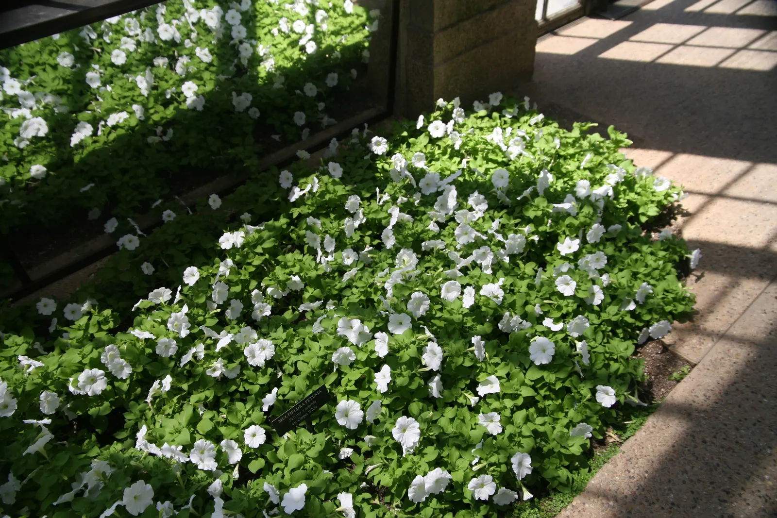 Petunia (Petunia X Hybrida) — with some showing striking patterns or veining; offering visual interest and dynamic range in their garden, image 156