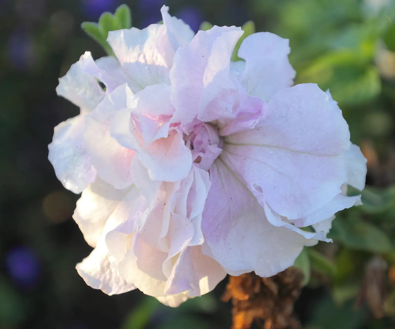 Petunia (Petunia X Hybrida) — Petunias are an excellent addition to your client\'s landscape; offering visual interest and dynamic range in their, image 80