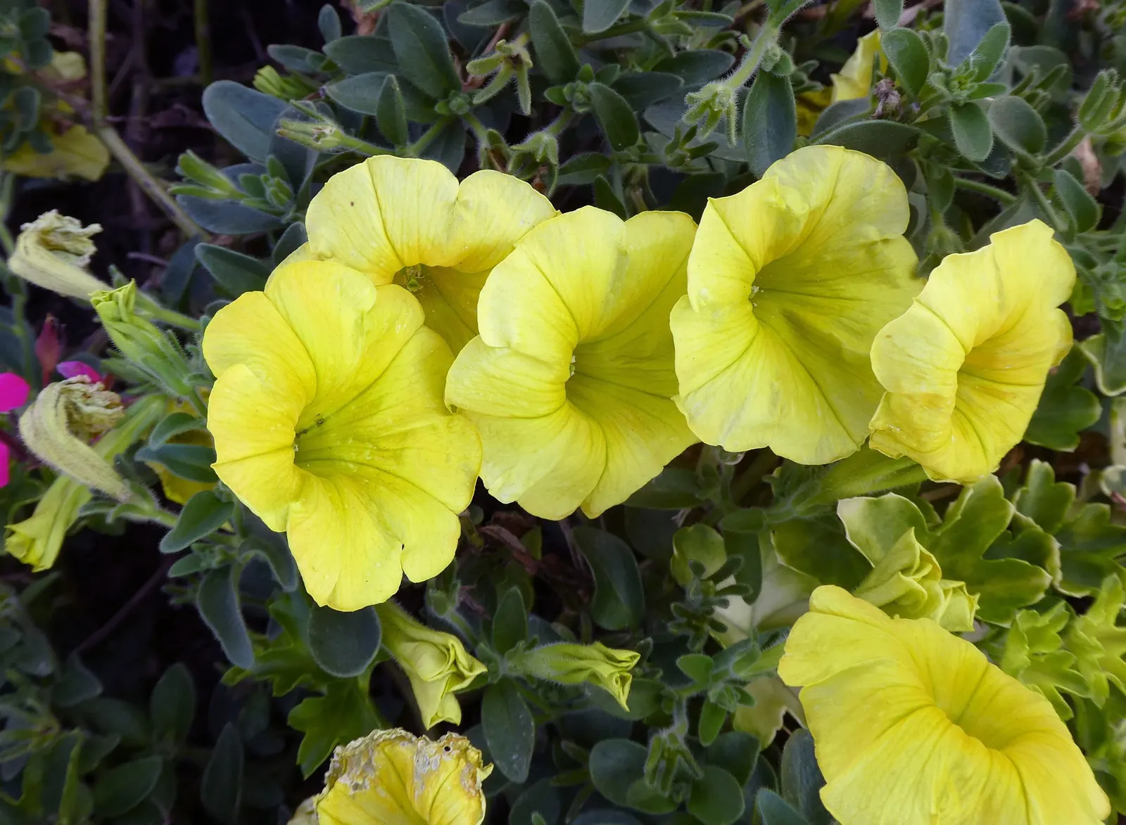 Petunia (Petunia X Hybrida) — Petunias are an excellent addition to your client\'s landscape; offering visual interest and dynamic range in their garden