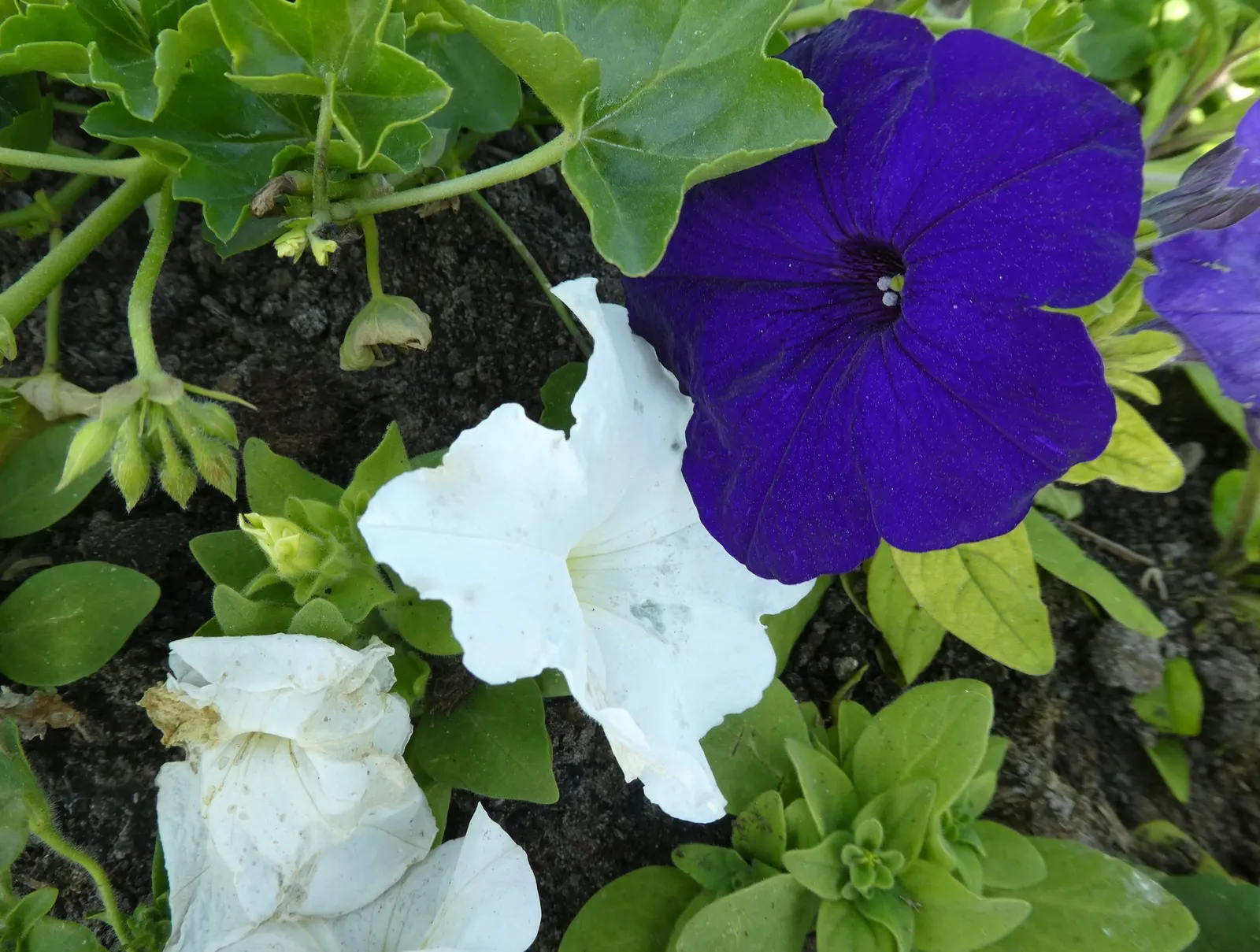 Petunia (Petunia X Hybrida) — making them an excellent choice for adding a swath of color to flower beds and borders