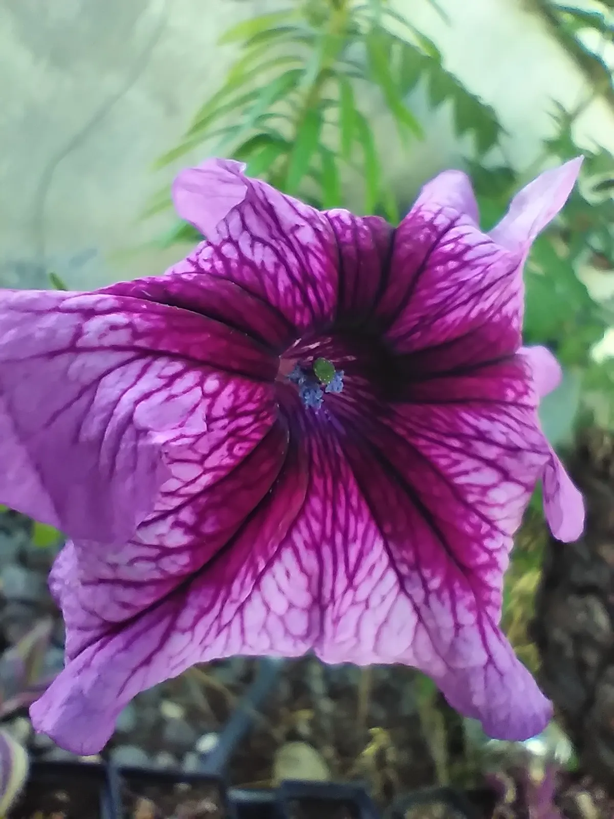 Petunia (Petunia X Hybrida) — They are also ideal for containers
