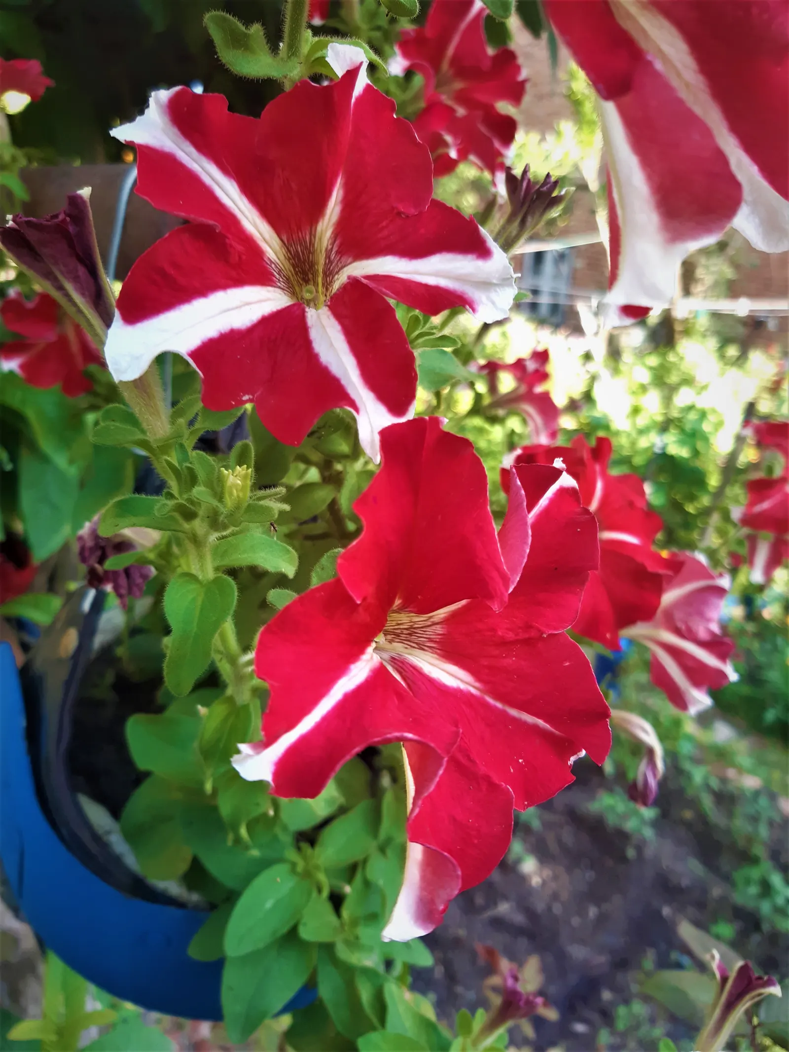 Petunia (Petunia X Hybrida) — Petunias range in height from about 6 to 24 inches; they are also ideal for containers, image 154