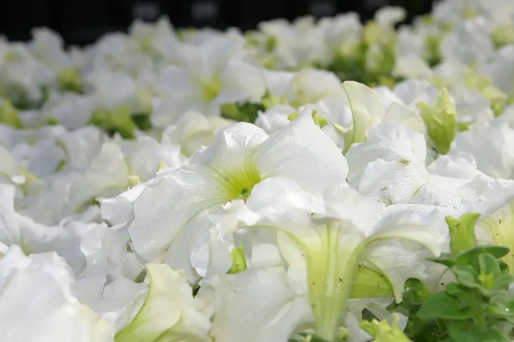 Petunia (Petunia X Hybrida) — Blooming from planting until the first hard frost; offering a rich tapestry of colors, image 73