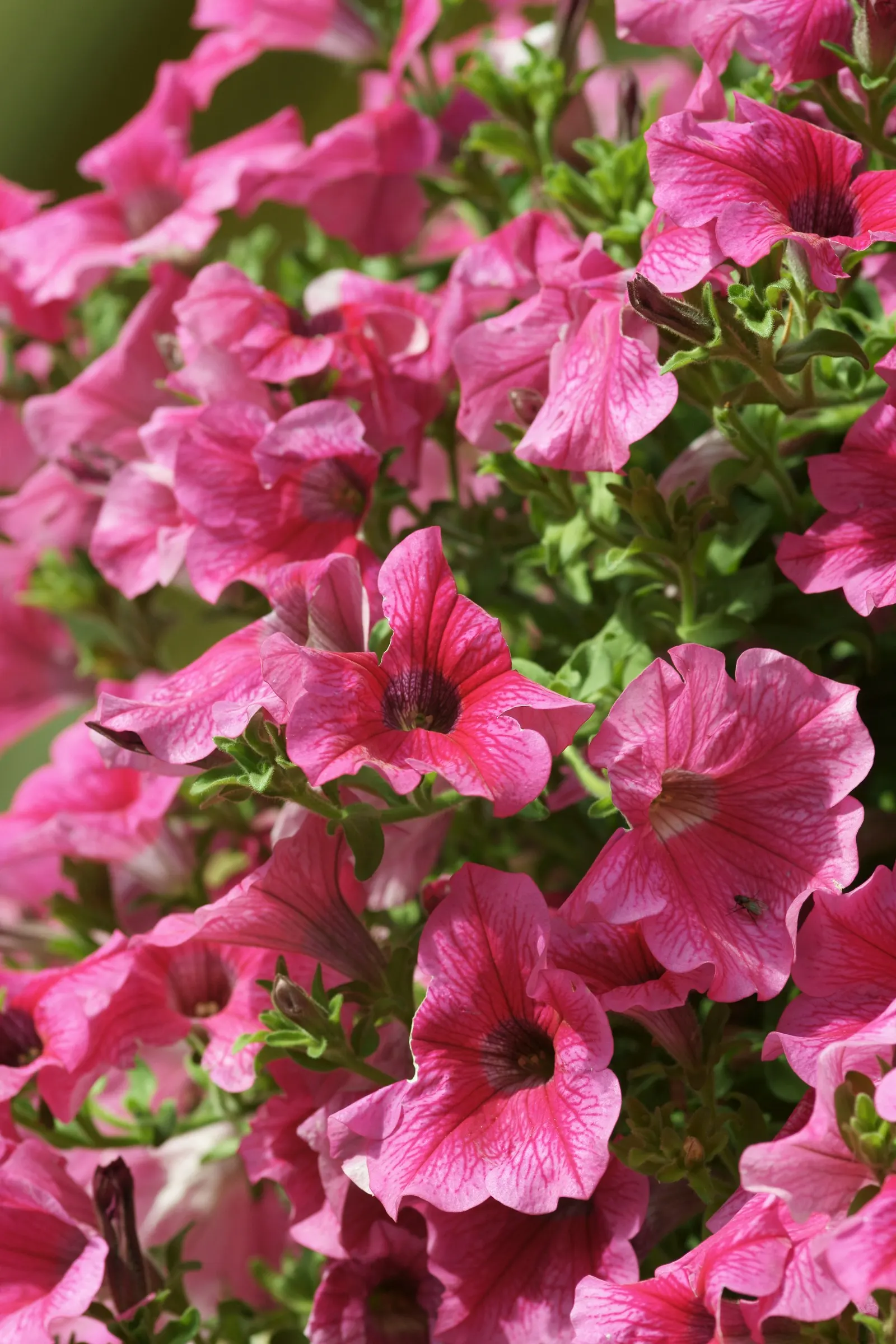 Petunia (Petunia X Hybrida) — Blooming from planting until the first hard frost; offering a rich tapestry of colors, image 157