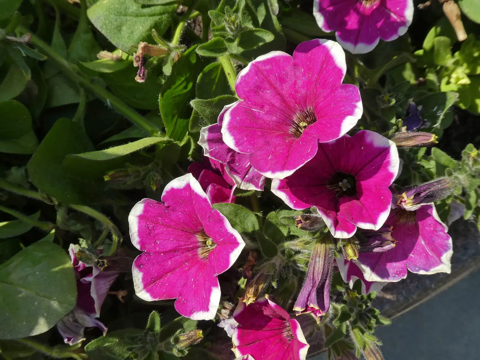 Petunia (Petunia X Hybrida) — this plant reaches 6 to 18 inches in height with a spread of up to 3 feet; these hardy plants provide long-lasting, image 143