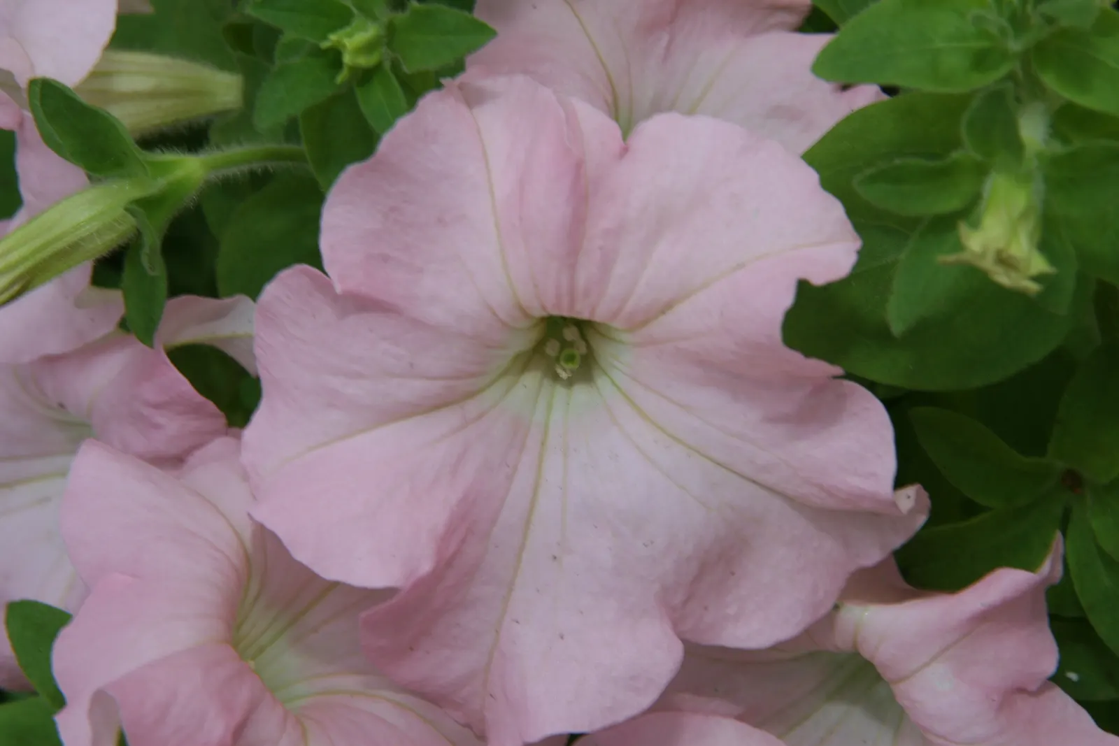 Petunia (Petunia X Hybrida) — Ideal for borders or containers, petunias require well-drained soil and regular watering; offering a rich tapestry of, image 89