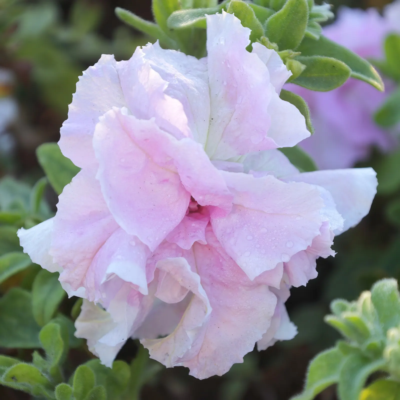 Petunia (Petunia X Hybrida) — offering a rich tapestry of colors
