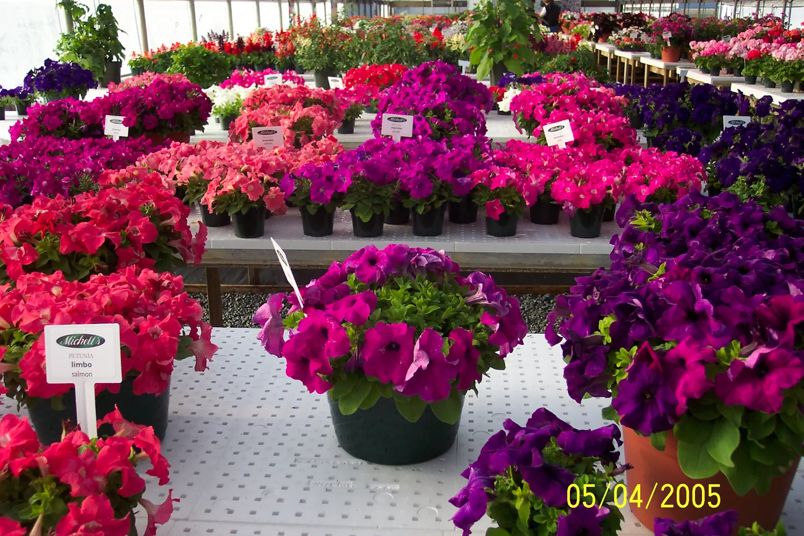 Petunia (Petunia X Hybrida) — these hardy plants provide long-lasting color throughout the growing season; they are also ideal for containers, image 158