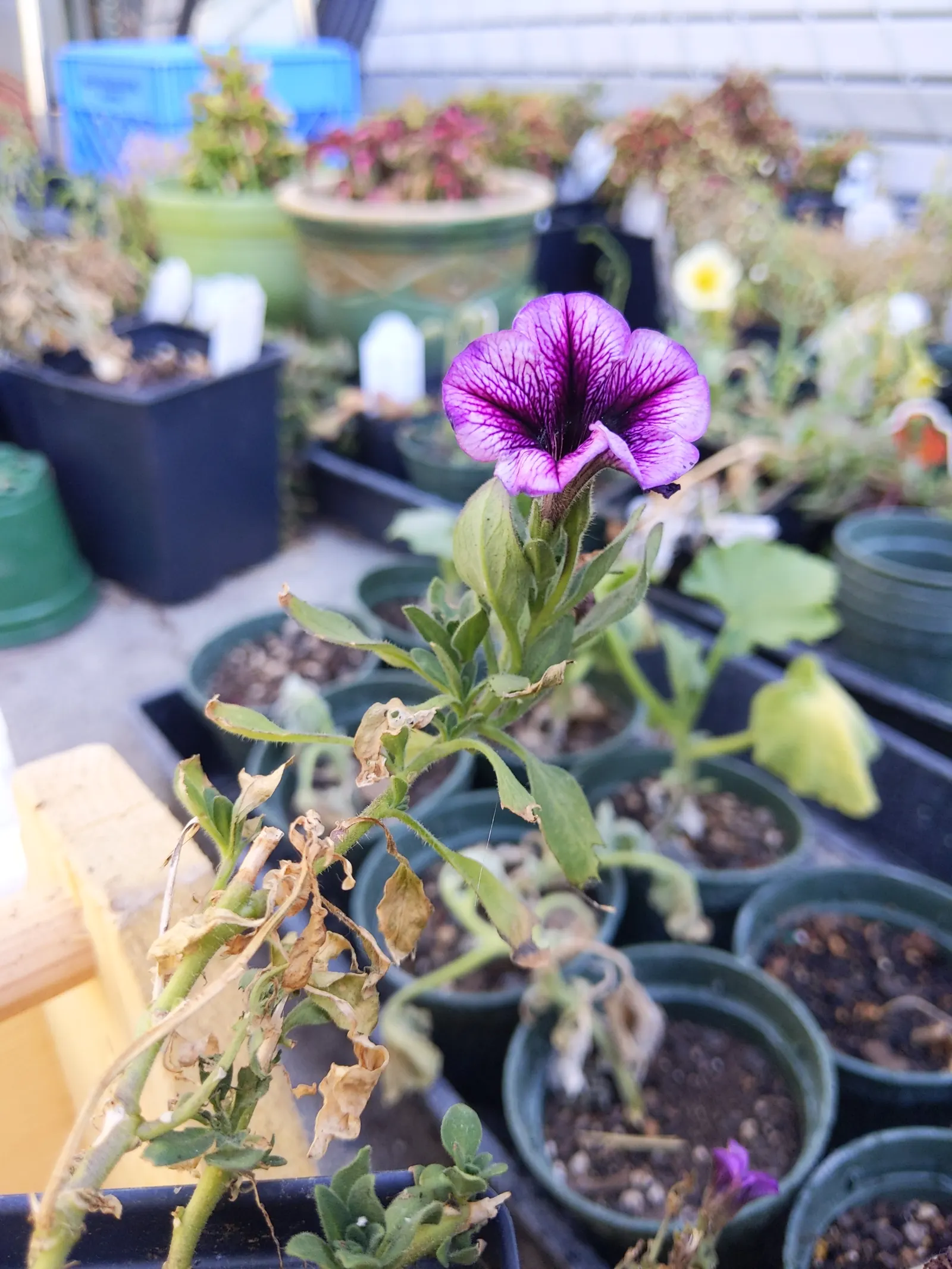 Petunia (Petunia X Hybrida) — renowned for its rich variety of colors and forms; offering visual interest and dynamic range in their garden, image 148